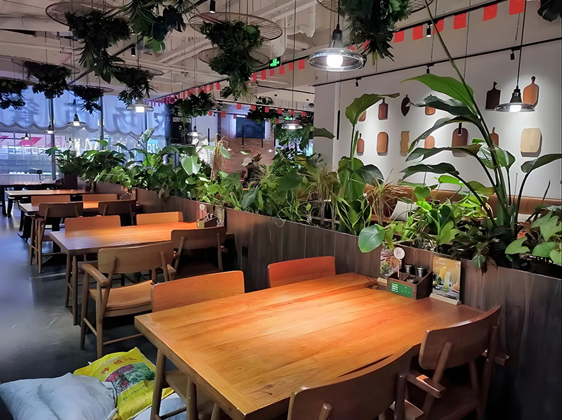 为什么现在越来越多的饭店选择绿植租赁