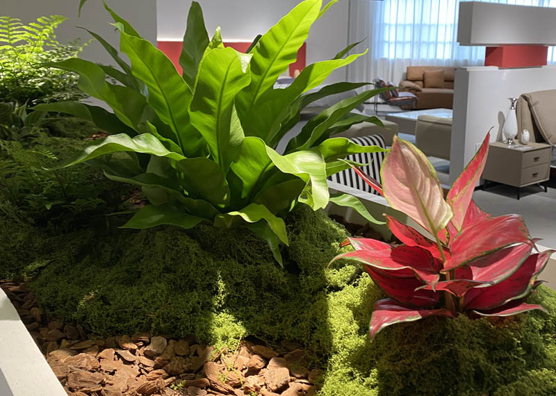 西安芬芳绿植租赁给家具城摆放绿植