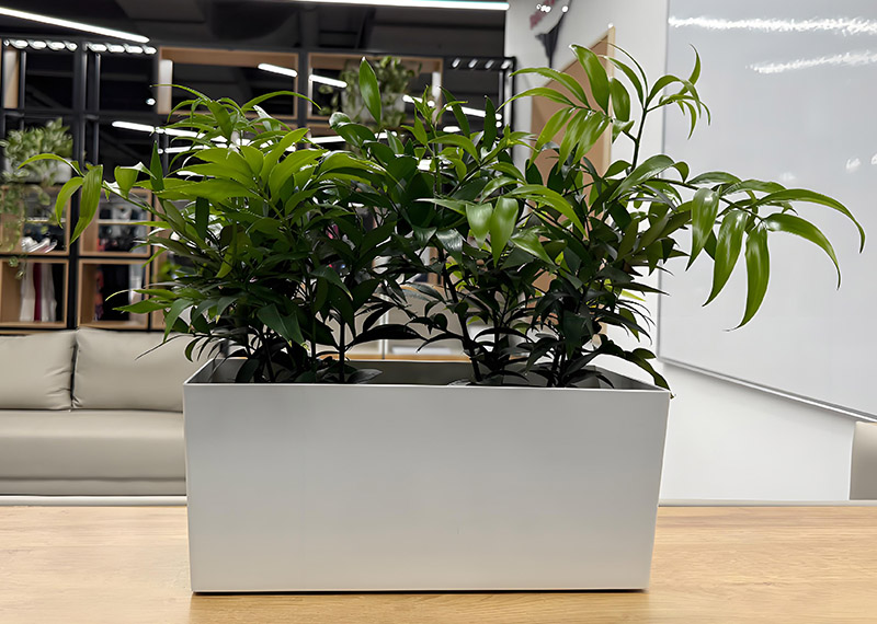 西安芬芳绿植租赁给高薪2路写字楼摆放绿植