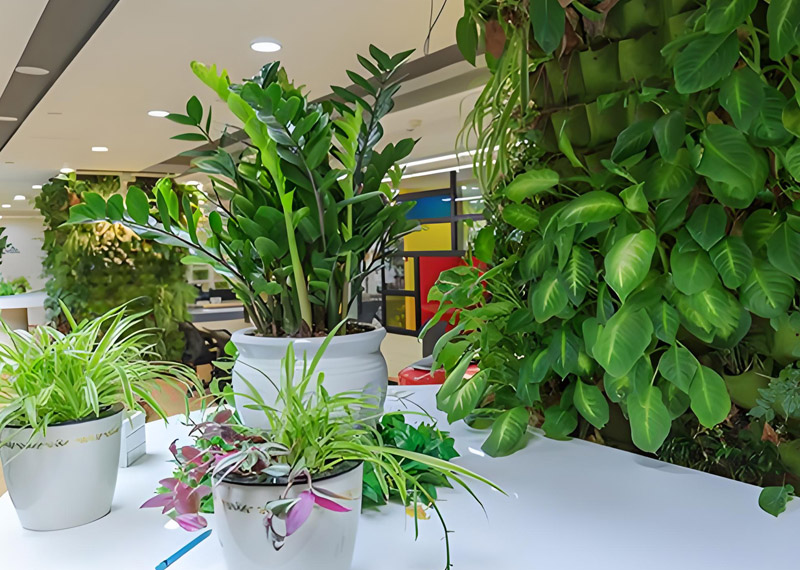 西安芬芳绿植租赁公司南郊送货