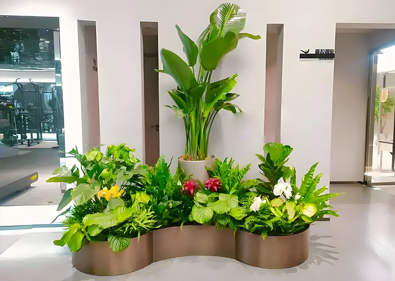 西安芬芳绿植租赁商场绿植租摆