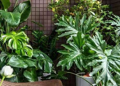 西安绿植租赁公司哪家最专业？