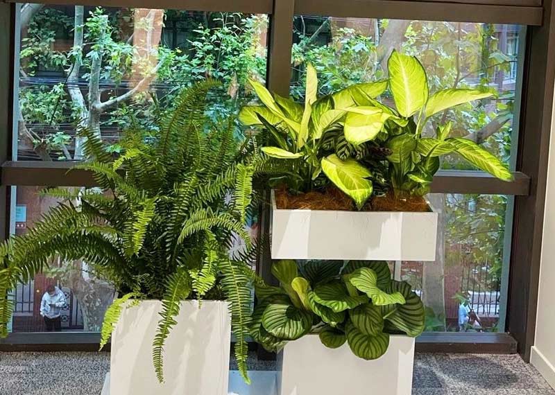 为何选择我们？——专业养护与随时换新，定义西安绿植租赁新标准