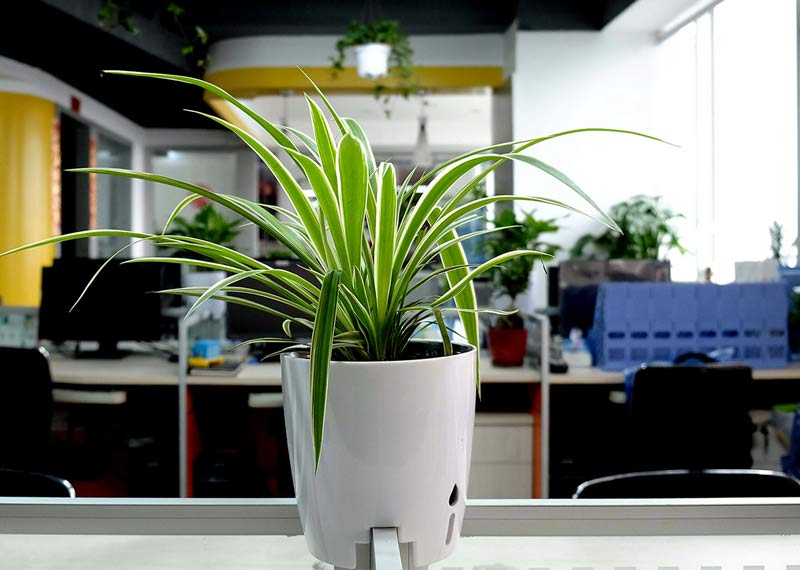 光照管理与科学浇水——西安秋冬绿植的“能量守恒”法则