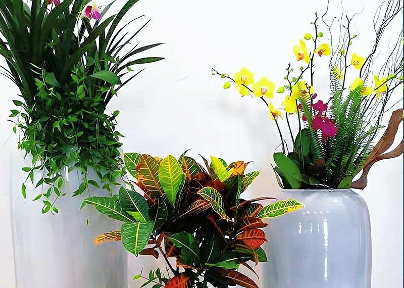 从购置到服务：2026年西安年宵绿植市场中的单位采购转型