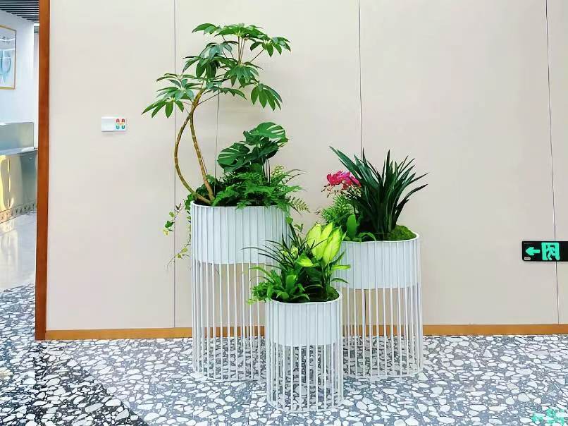 今天给家具城更换绿植