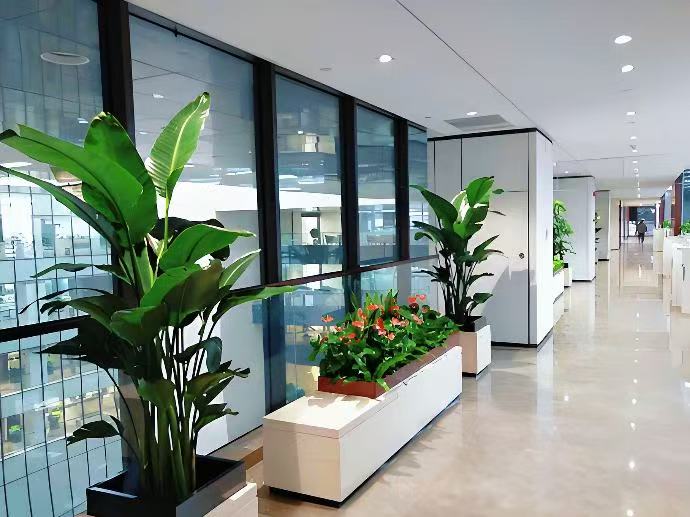 西安芬芳园艺，绿植行业综合实力的标杆