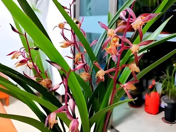 墨兰盆土配制与换盆技巧