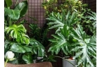 西安绿植租赁公司哪家最专业？