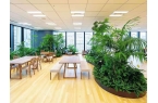 西安未央区8月绿植养护重点，租赁模式下如