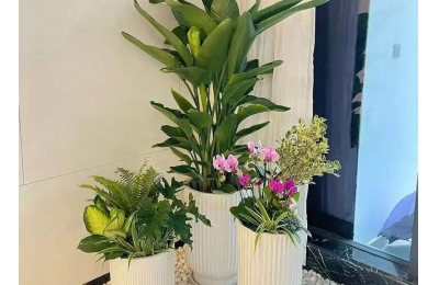 长效养护坚守服务初心，西安芬芳园艺凭实力