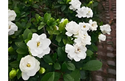 栀子花养殖技术：修剪和病虫害防治